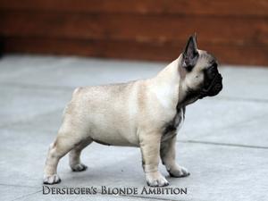 Dersieger's Blonde Ambition