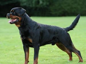 Sire: Osare Anguinus Mit Dersieger (Imp SVN)