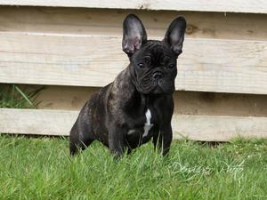 French Bulldog Female