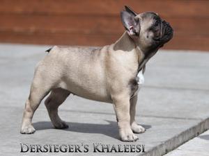 Dersieger's Khaleesi