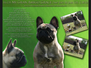 IR CH Mi Gran Amigo Grace (Imp Esp) Jnr CH CW12