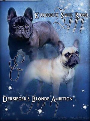 French Bulldog Litter