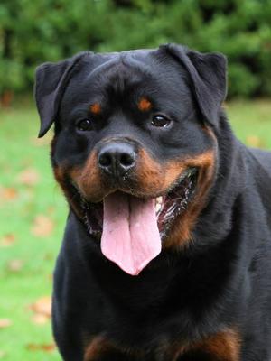 Dersieger's Jastor @ 2 years