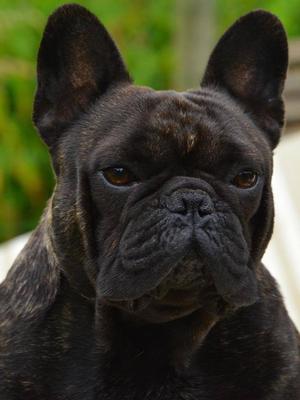 Sire: Multi Champion A'Vigdors Alain Delon