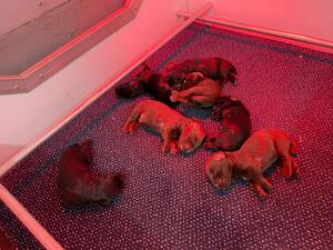 Pups