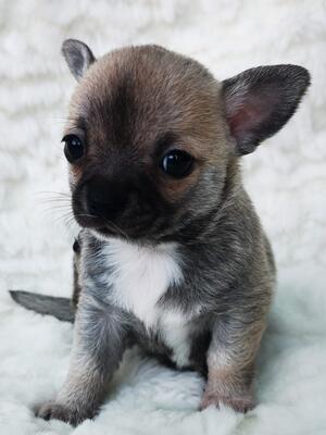 Puppy 1