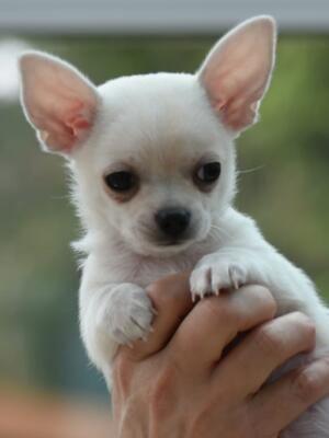Little Bert