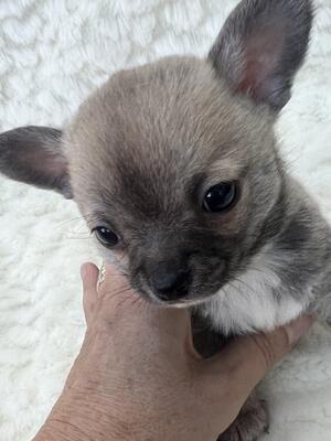 Puppy 2