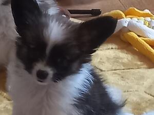 Beautiful Bella