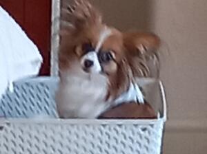 Minnie: Litter Dam