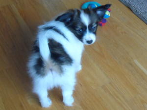 Oleg