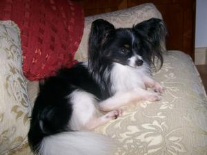 Black , White Tri