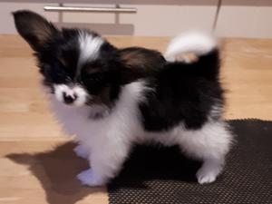 Georgeous Chip off the old block