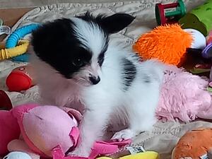 Handsome Little Chip