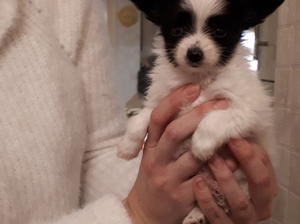 Bertie