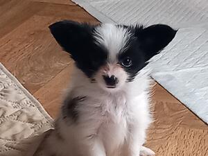 Gorgeous Little Athena