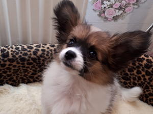 Gorgeous little boy Tigger