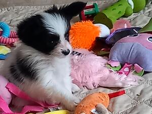 Beautiful Athena