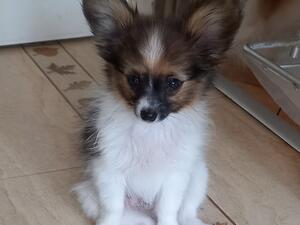 Handsome Little Tyler