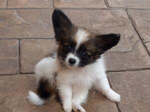 Beautiful Bella
