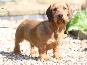 wheaton wire haired dachshund
