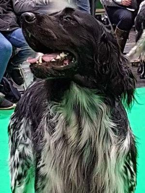 Brian Crufts 2018