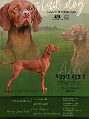 Albi