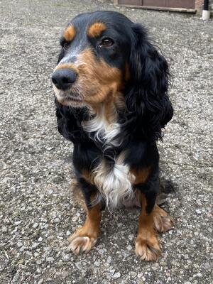 Cuffstar's Treacle Tart
