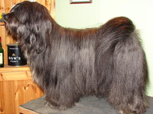 Tibetan Terrier Tiamastae