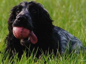 Hatti at play