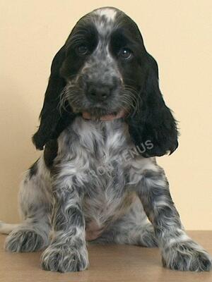 Hatti as a puppy