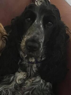 Hatti