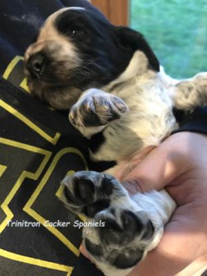Solo at 3 weeks old