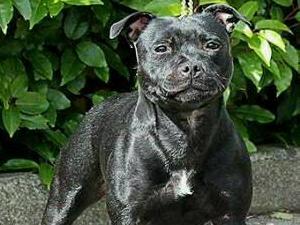 Dynastaff Black Velvet