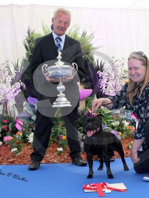 Bekash Black Ice terrier group 1
