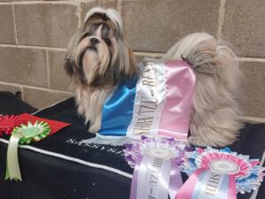 Best Puppy in Breed