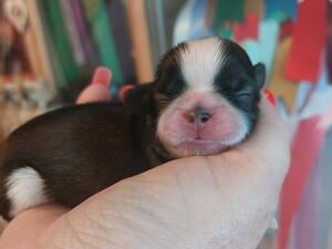Asha's Babies