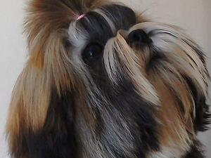 Shirkeira I Want It All JW ShCm