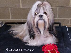 Top Shih Tzu Bitch
