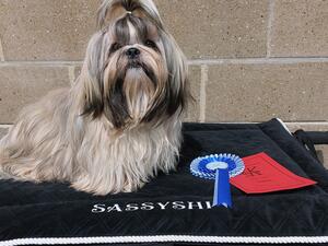 Fancy 1st Puppy & BPIB