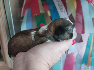 Asha's Babies