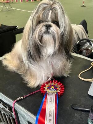 Best Junior in Breed