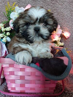 Fancy at 6 weeks