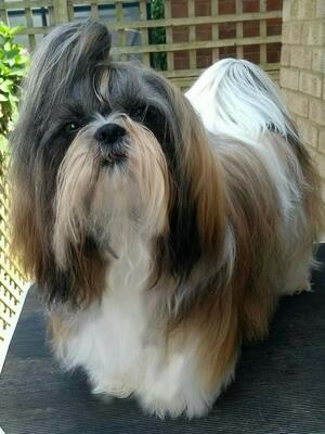 Sassyshi Talahassee Lassie