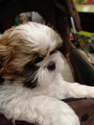 Sassyshi Monkees Litter