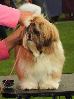 Flossie