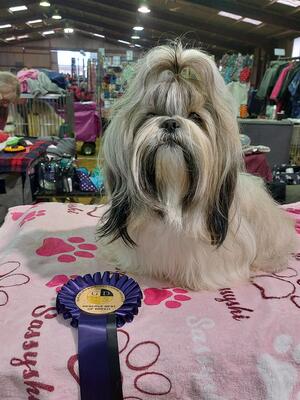 Reserve Best of Breed