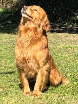 SIRE