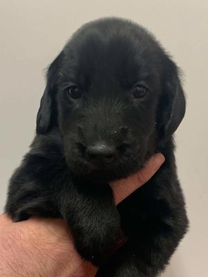AVAILABLE PUP