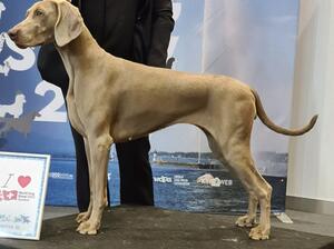 Talia at the World dog show 2023